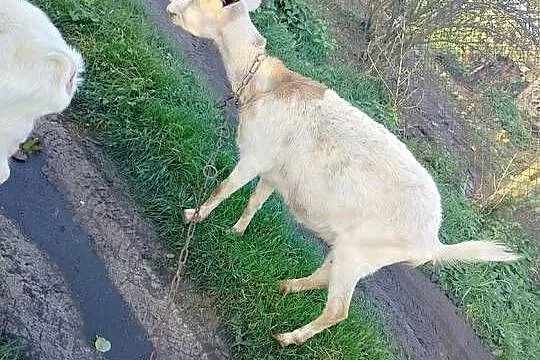Sprzedam kozy, Wielkopolskie, Koźminek
