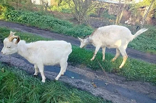 Sprzedam kozy, Wielkopolskie, Koźminek