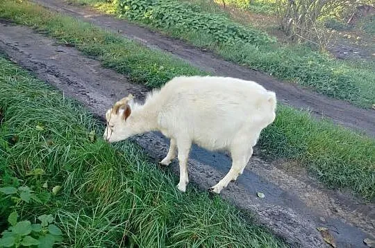 Sprzedam kozy, Wielkopolskie, Koźminek