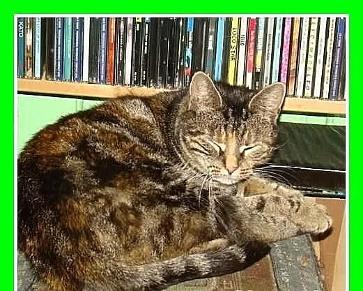 Bengal mix,kociczka rozmruczana,przytulaśna z domu