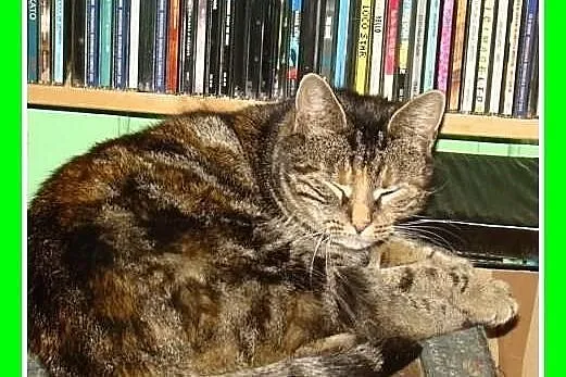 Bengal mix,kociczka rozmruczana,przytulaśna z domu