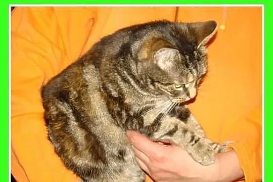 Bengal mix,kociczka rozmruczana,przytulaśna z domu