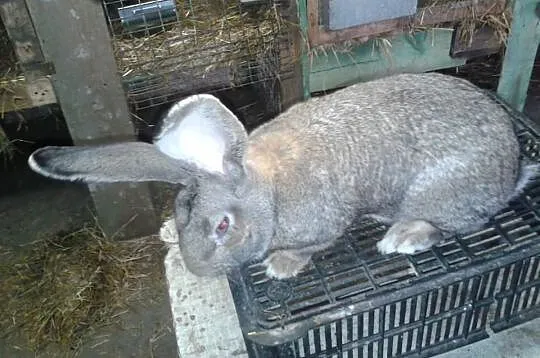 Samczyk bos