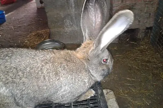 Samczyk bos