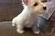 Piękna West Highland Terrier potrzebuje nowego wła
