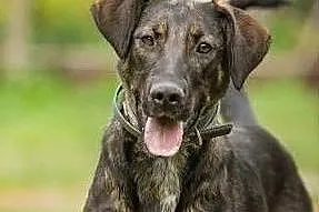 LILI - 1,5 roczna sunia już tak długo szuka domu, adoptuj!,  mazowieckie Warszawa