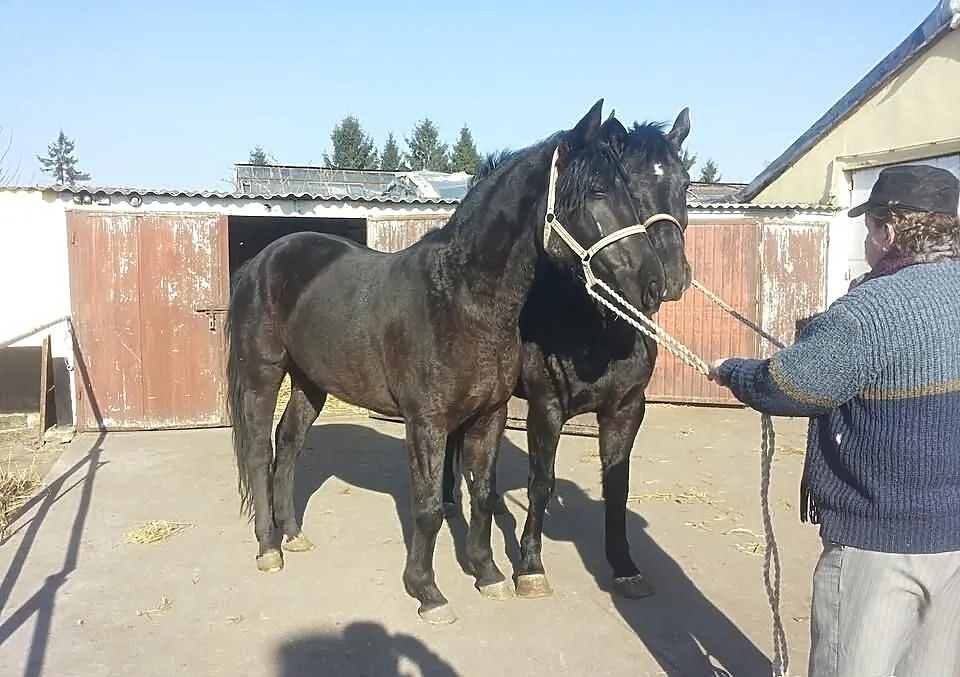 Para Karych Klaczy 4 i 5 Lat >>>>ZOBAC