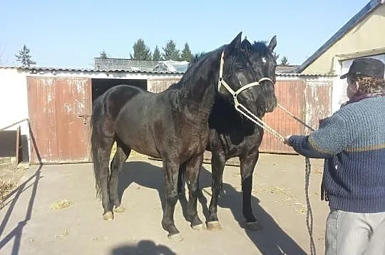 Para Karych Klaczy 4 i 5 Lat >>>>ZOBAC