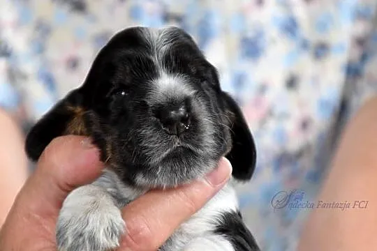 Cocker Spaniel Angielski - szczenięta