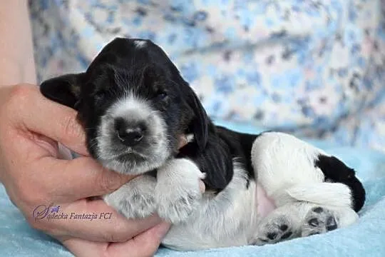 Cocker Spaniel Angielski - szczenięta, Małopolskie, Nowy Sącz