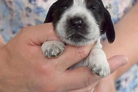 Cocker Spaniel Angielski - szczenięta, Małopolskie, Nowy Sącz