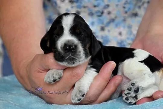 Cocker Spaniel Angielski - szczenięta, Małopolskie, Nowy Sącz