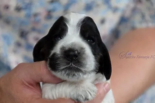 Cocker Spaniel Angielski - szczenięta, Małopolskie, Nowy Sącz
