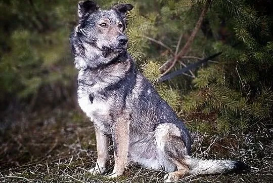 Średni 18 kg,młody,łagodny,przyjacielski,szczepiony piesek MIKI.Adopcja., Śląskie, Katowice