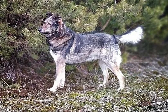 Średni 18 kg,młody,łagodny,przyjacielski,szczepiony piesek MIKI.Adopcja., Śląskie, Katowice