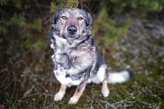 Średni 18 kg,młody,łagodny,przyjacielski,szczepiony piesek MIKI.Adopcja., Śląskie, Katowice