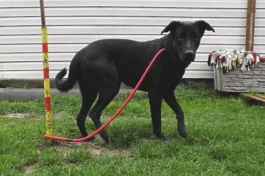 Lotek - młody psiak w typie labradora czeka na dom