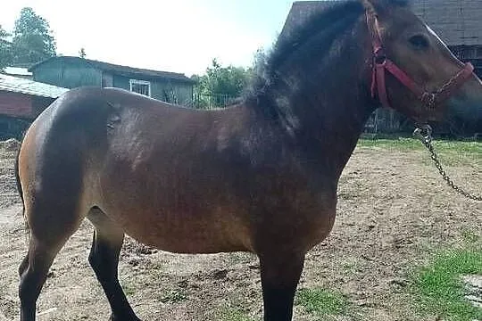 Sprzedam klacz zimnokrwistą 2-latka