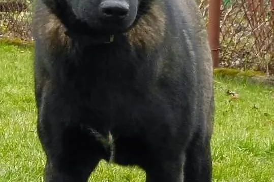 Emet - piękny młodzieniec do adopcji! :)