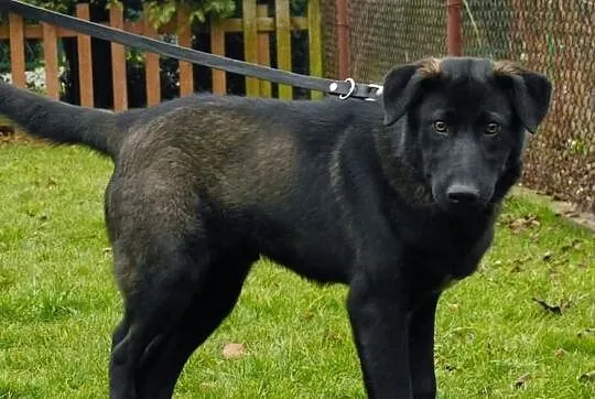 Emet - piękny młodzieniec do adopcji! :)