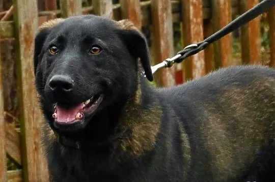 Emet - piękny młodzieniec do adopcji! :)