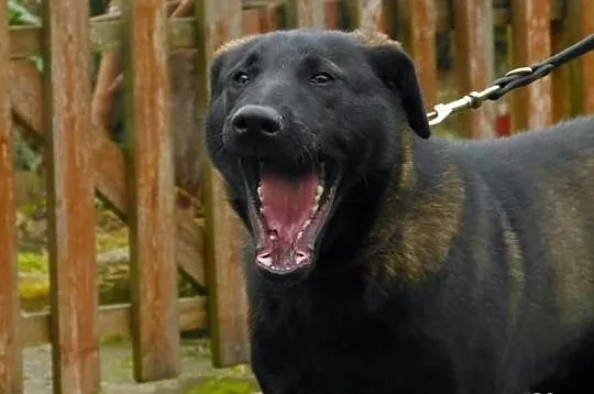 Emet - piękny młodzieniec do adopcji! :)