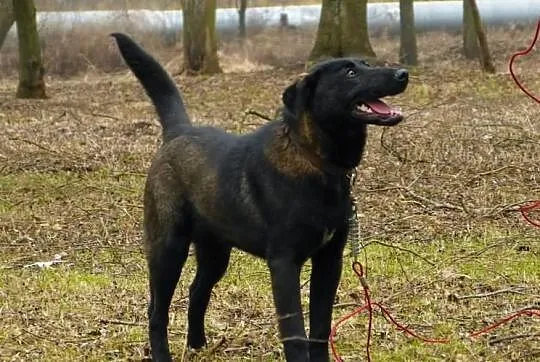 Emet - piękny młodzieniec do adopcji! :)