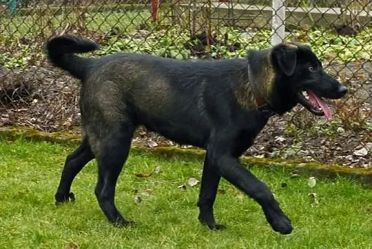 Emet - piękny młodzieniec do adopcji! :)