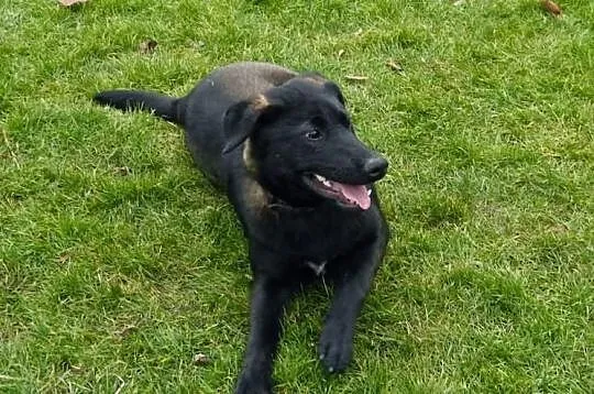 Emet - piękny młodzieniec do adopcji! :)