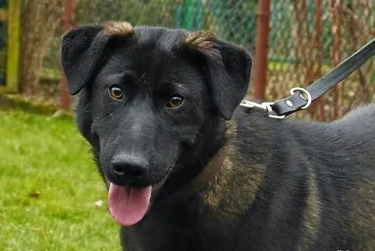 Emet - piękny młodzieniec do adopcji! :)