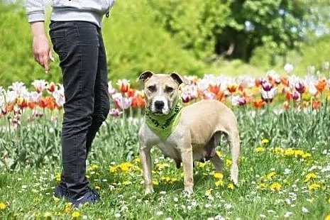 Amstaffka Liza czeka na fajny, kochający dom,  Ams
