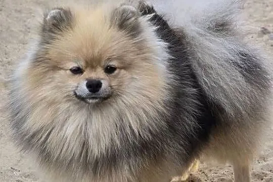 Pomeranian szpic miniaturowy zkwp FCI