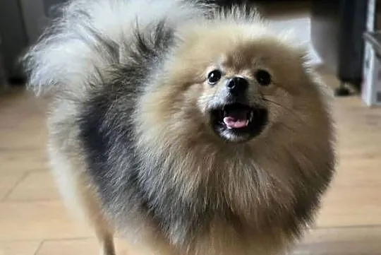 Pomeranian szpic miniaturowy zkwp FCI, Łódzkie, Piątkowisko
