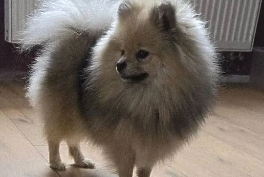 Pomeranian szpic miniaturowy zkwp FCI, Łódzkie, Piątkowisko