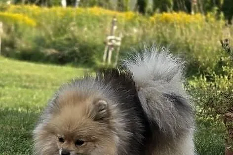 Pomeranian szpic miniaturowy zkwp FCI, Łódzkie, Piątkowisko