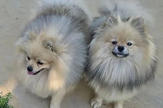 Pomeranian szpic miniaturowy zkwp FCI, Łódzkie, Piątkowisko