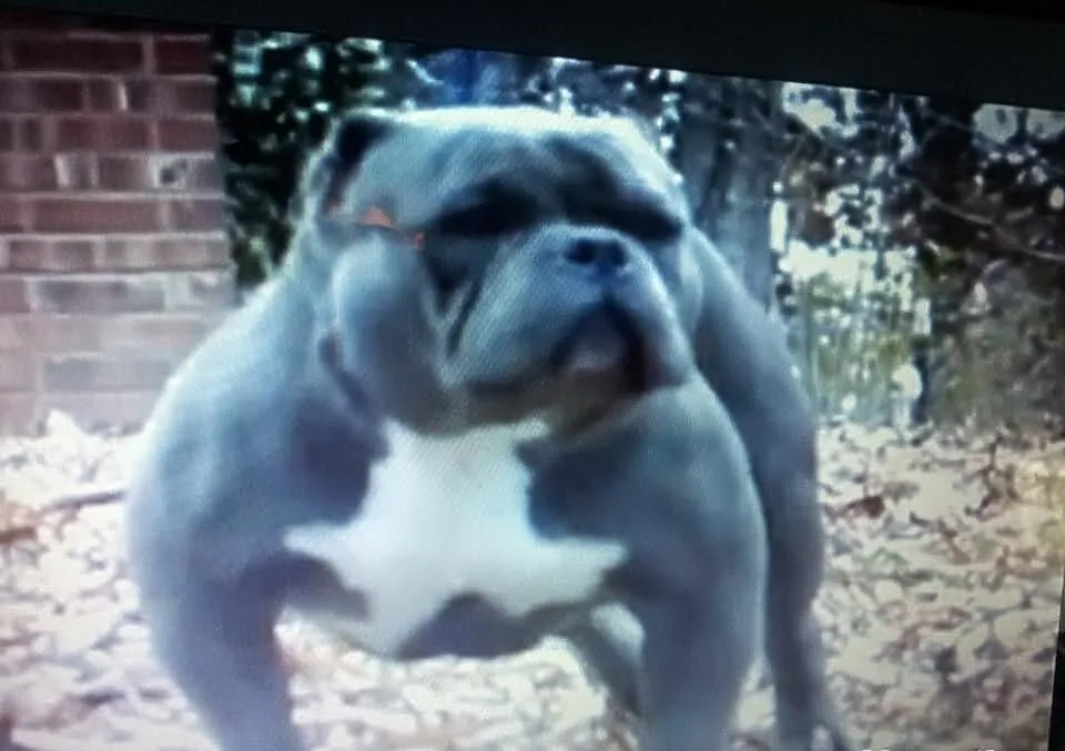 American Bully MR.MIAGI BLOOD UKC Szczeniaki na 18
