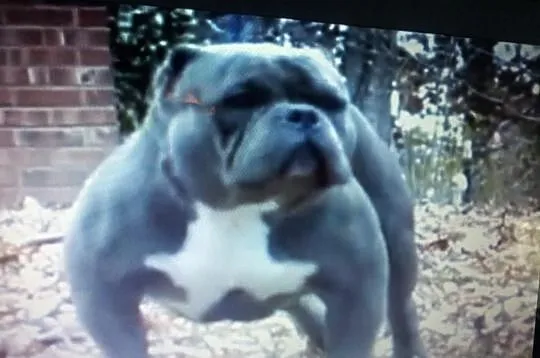 American Bully MR.MIAGI BLOOD UKC Szczeniaki na 18