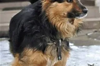 BURSZTYN - niewielki psiak, od szczeniaka na łańcu, Warszawa