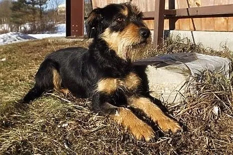 Młoda grzeczna suczka Fiona,  warmińsko-mazurskie 