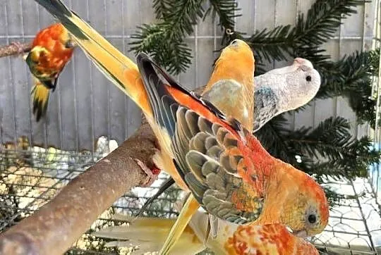 Świergotka, Lubuskie, Lubsko