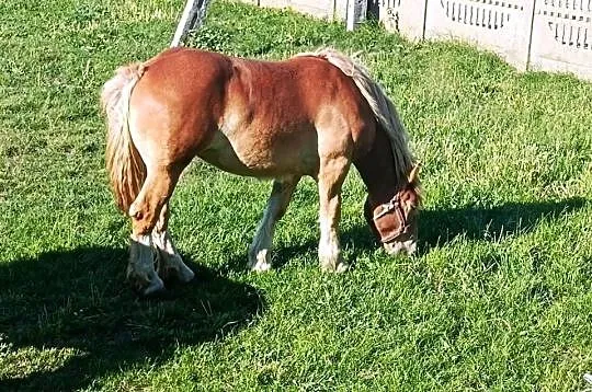 Źrebówka
