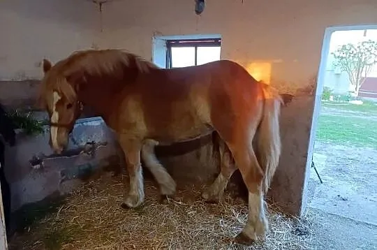 Źrebówka, Mazowieckie, Żuromin