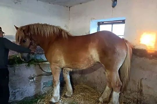 Źrebówka, Mazowieckie, Żuromin
