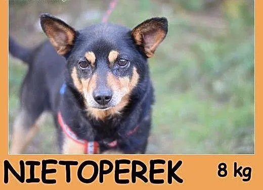 8 kg, kochany,przytulaśny psiak w typie ratlerka N