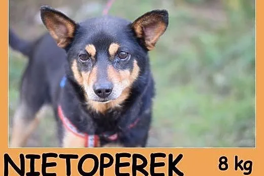 8 kg, kochany,przytulaśny psiak w typie ratlerka N