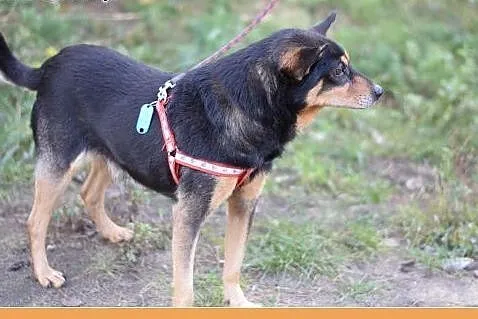8 kg, kochany,przytulaśny psiak w typie ratlerka N