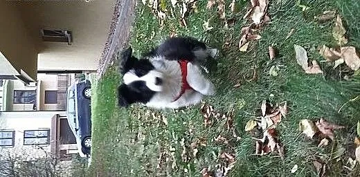 Border Collie, dolnośląskie Wrocław
