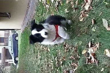 Border Collie,  dolnośląskie Wrocław