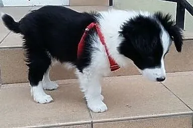 Border Collie,  dolnośląskie Wrocław